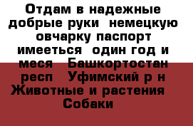 Отдам в надежные добрые руки  немецкую овчарку паспорт имееться  один год и меся - Башкортостан респ., Уфимский р-н Животные и растения » Собаки   